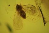 Detailed Fossil Flies, Springtail And Caddisfly In Baltic Amber #84648-3